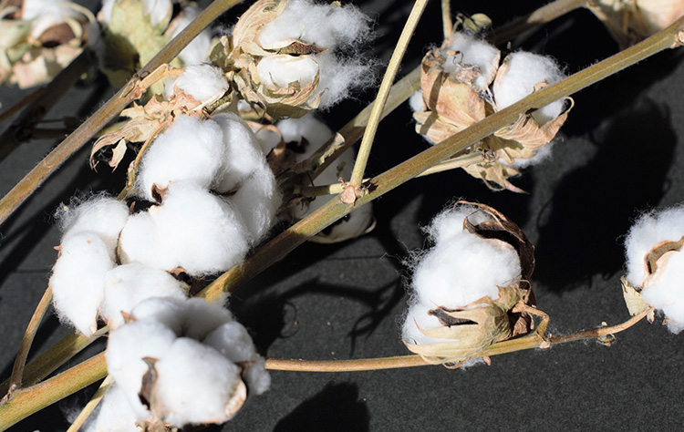 綿花
